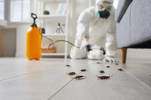 Commercial Rodent Management in Edgewood